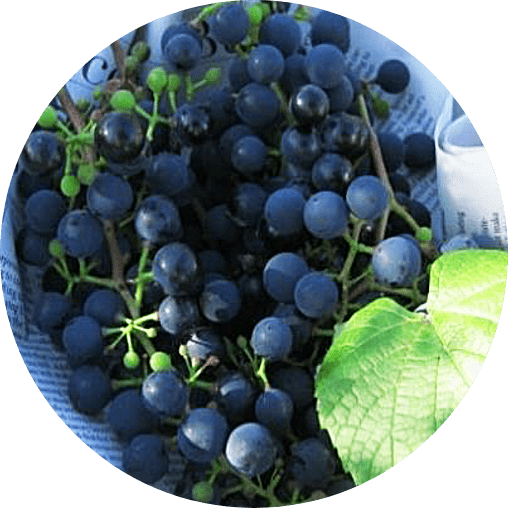 トランスダーマ R アドバンスドのレスベラトロールは、北海道産のヤマブドウ由来の物を採用。